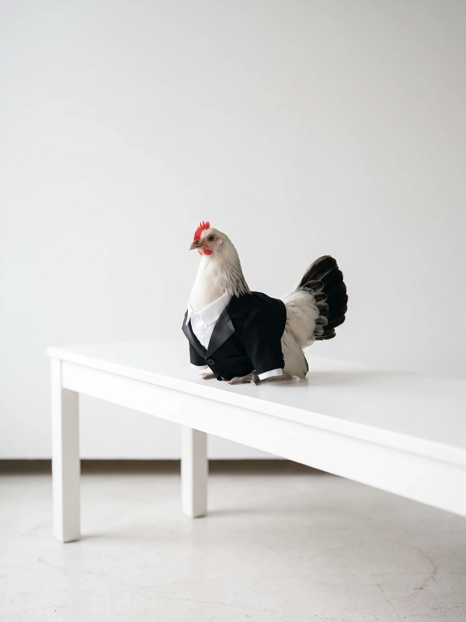 The tiny white bantam hen settled on top of a long white front-row bench, head held high, the floor a long way below
