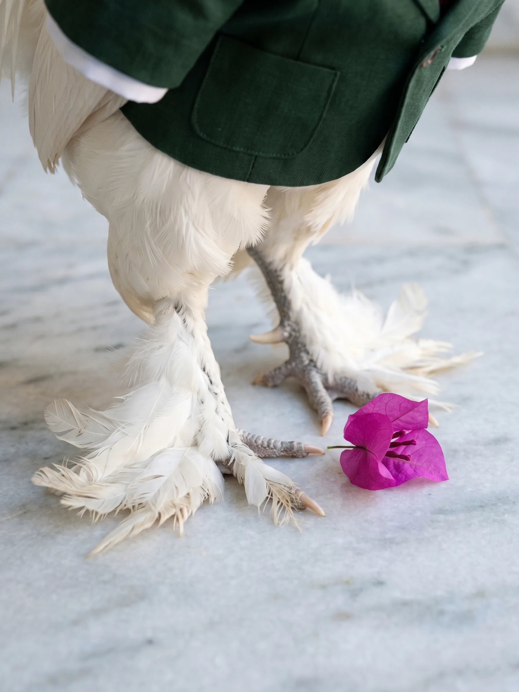 Close-up of the rooster's heavily feathered white feet on pale marble, perfectly clean, a fallen magenta bougainvillea flower beside them