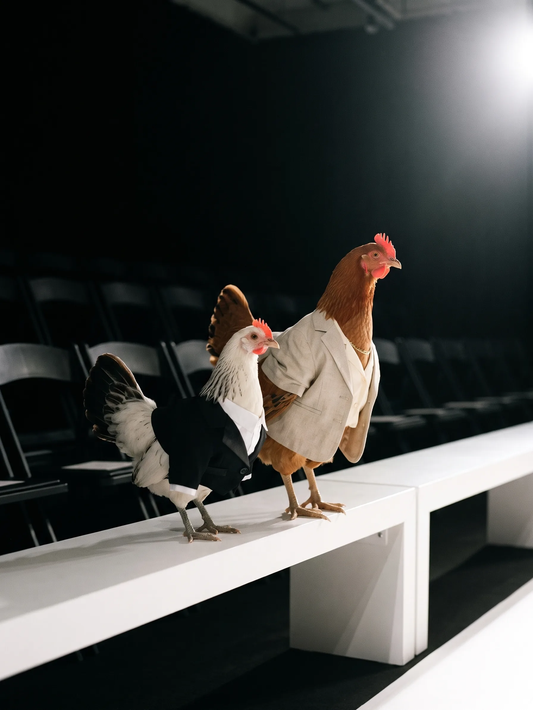 The two hens stand side by side on a white front-row bench in brilliant runway light, both looking toward something out of frame, the empty rows behind them in darkness