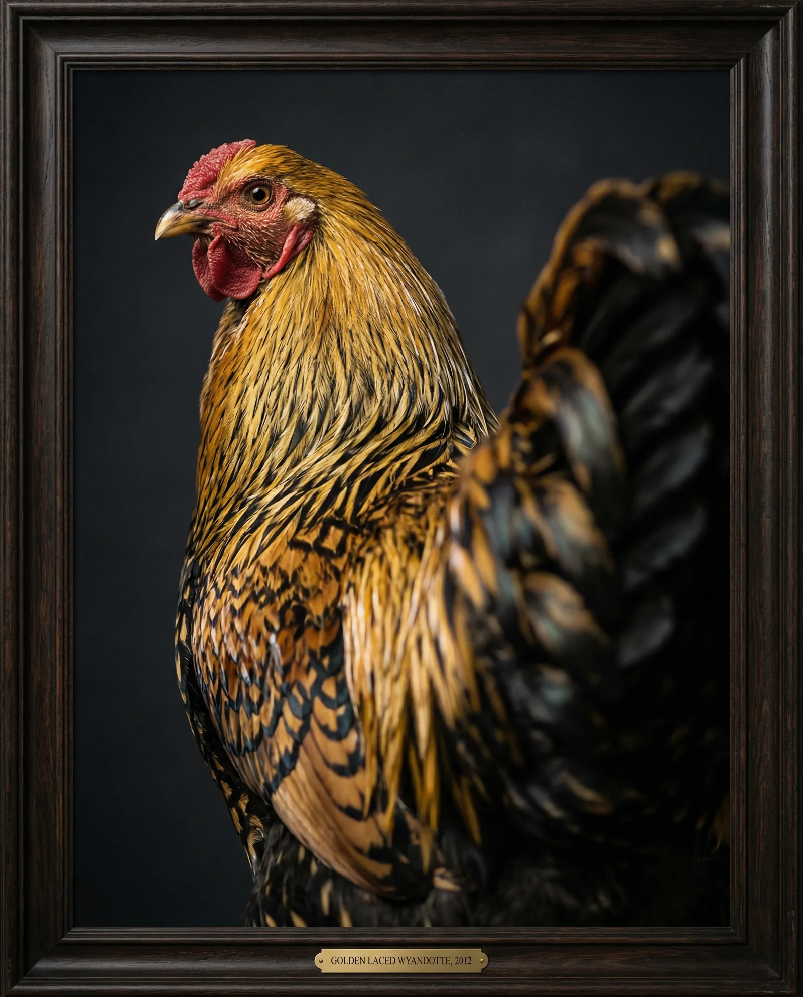Golden Laced Wyandotte